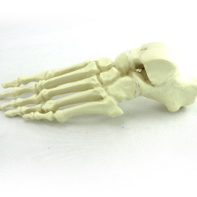 TF12 (12323) Modelo ortopédico fundido esquerdo da anatomia da espuma do sólido grande modelo esquerdo